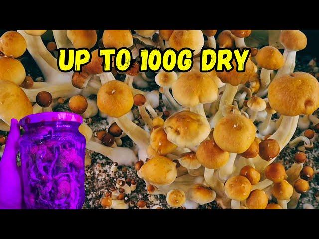 How to Grow Mushrooms from Start to Finish for Less Than 100€