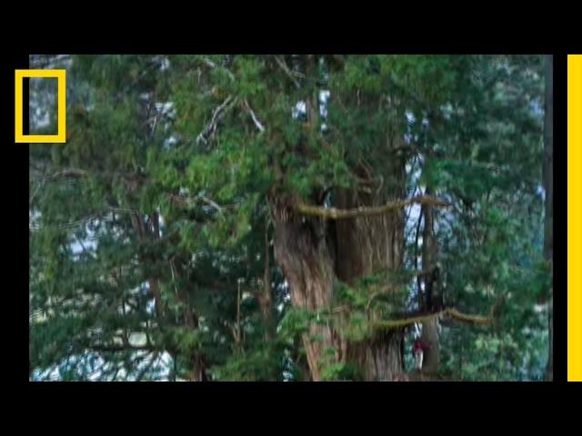 Redwoods: The Tallest Trees | National Geographic