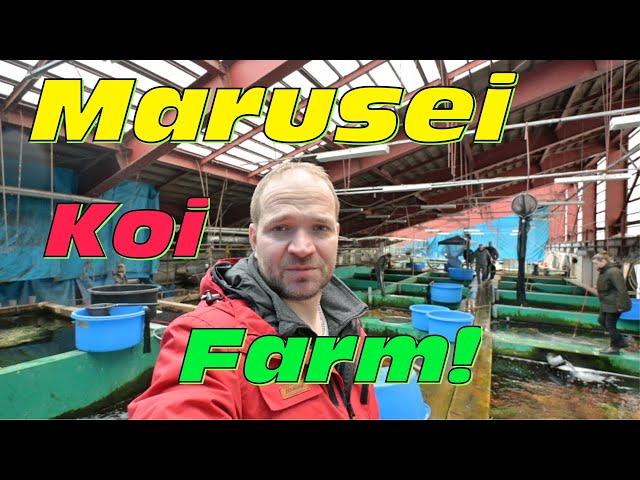 Tausende Koi auf der Marusei Koi Farm! Mit Koi Freak in Japan!