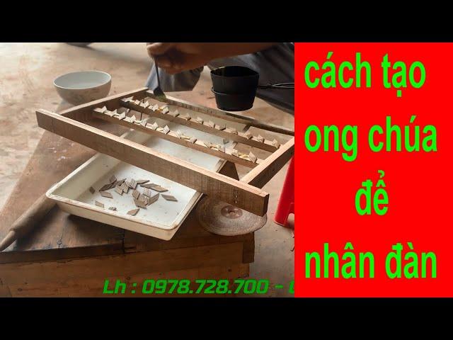 tạo ong chúa để nhân đàn (p1). vật tư nuôi ong