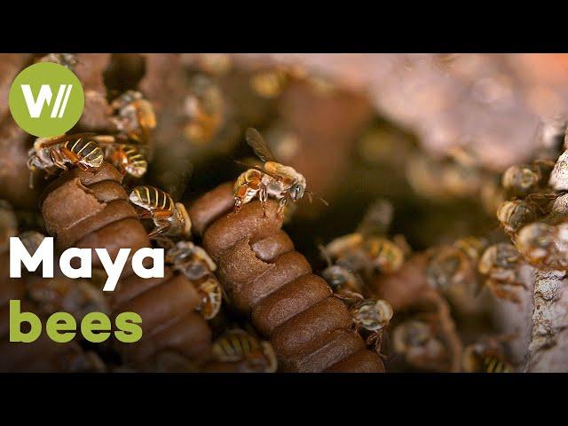 Melipona and Mellifera bees in the Mayan culture | Master of Bees (Mexico)