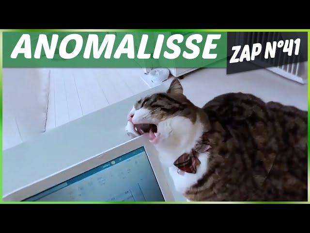 ANOMALISSE ZAP ANIMALIER N°41 - Animaux, Fails, Choc & Insolite