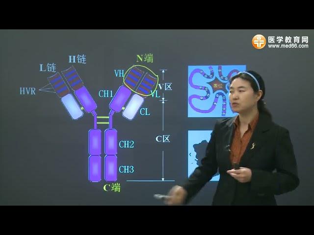 医学免疫学　中国語版 7 免疫球蛋白（抗体）（上）