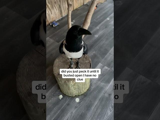 How Does She Do That… She Doesn’t Have Thumbs!