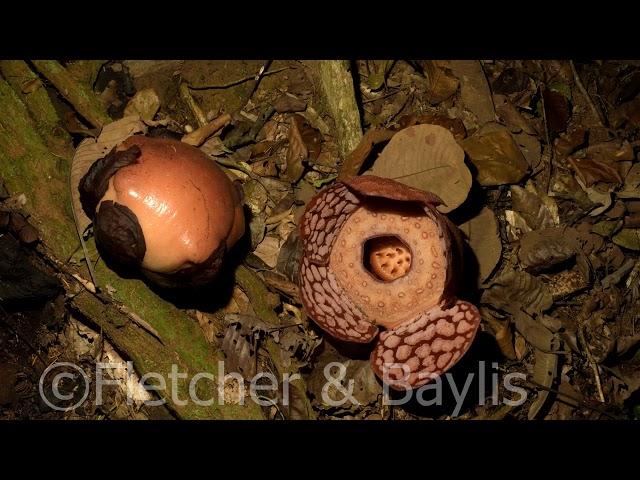 Timelapse, Rafflesia flowers bloom and die over ten days, Malaysia. 51180.uhd