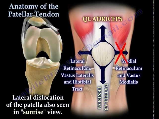 Anatomy Of The Patellar Tendon - Everything You Need To Know - Dr. Nabil Ebraheim