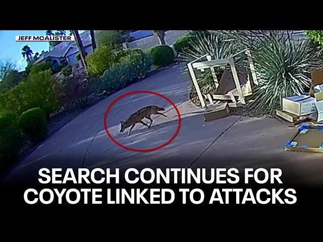 Arizona Game and Fish still searching for coyote in North Scottsdale