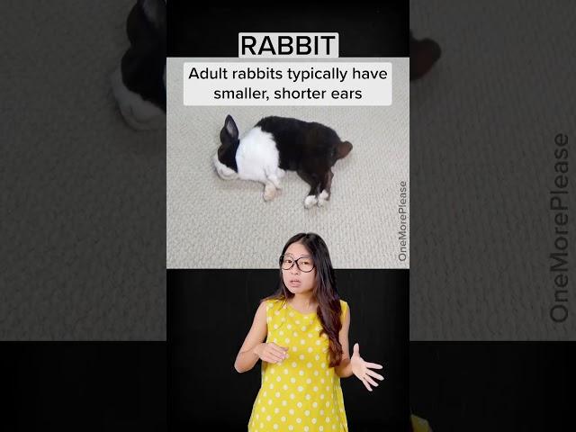 Rabbit vs Hare | What’s the diff?