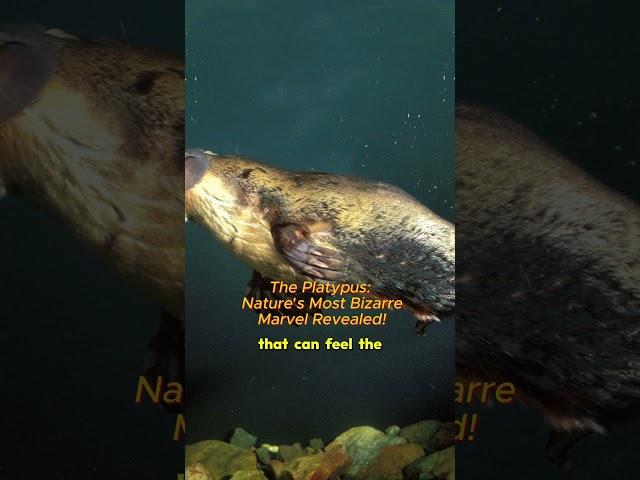 The Platypus: Nature's Most Bizarre Marvel Revealed! #platypus #nature # wildlife