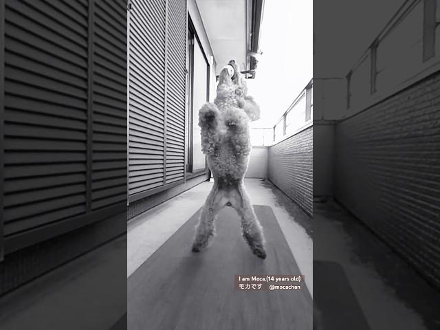 愛犬のダサすぎるボールキャッチ w #shorts #dog #シニア犬