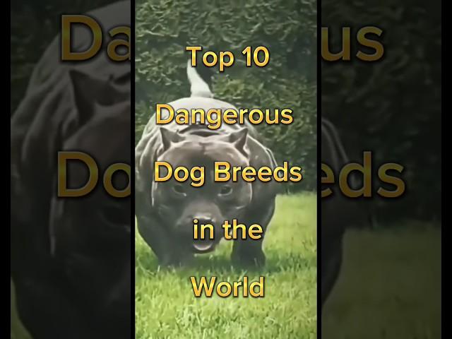 Top 10 most dangerous dog in the world shorts | #shorts #dog #top10 #dangerous