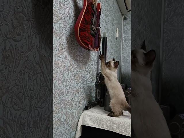 Хочется кошечке на гитаре сыграть