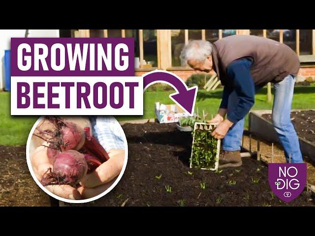 Mastering Beetroot: Tips for Successful Early Sowings and Year-Round Harvest