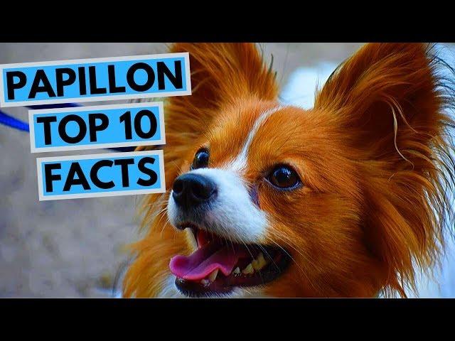 Papillon - TOP 10 Interesting Facts