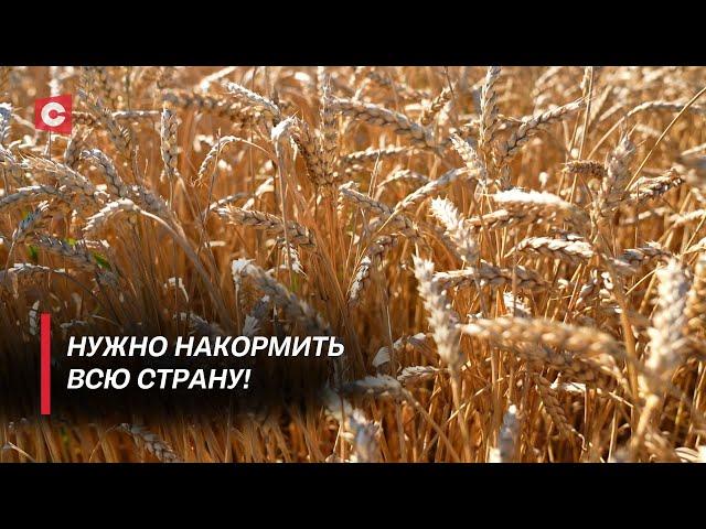 Уборочная как праздник! Как белорусы подготовились к старту большой кампании?