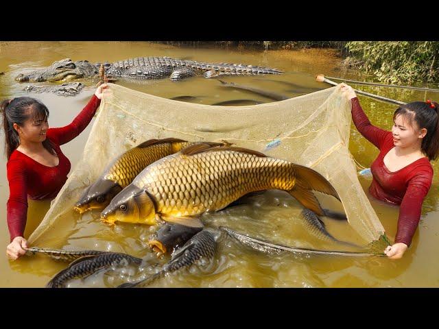 Harvesting A Lot Of Big Fish Goes To Market Sell - Cooking Fish | Phuong Daily Harvesting