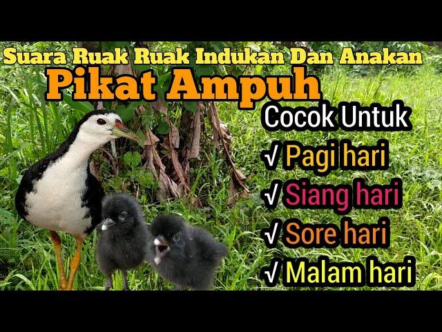 Ampuh Suara Pikat Indukan Dan Anakan Burung Ruak Ruak Langsung Banyak Yang Datang