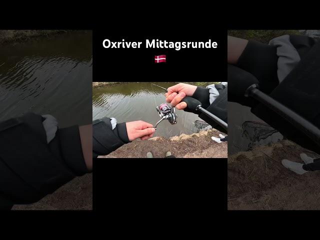 Oxriver Mittagsrunde #Oxriverputandtake #forellenangeln #forelle #fy #troutjara #Dänemark #ftm