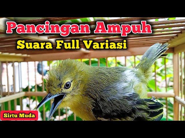 Pancingan Sirtu Cipoh FULL VARIASI ampuh merangsang sirpu lain ikut gacor. sirtu muda fighter