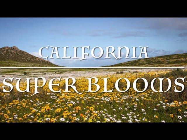 California Super Blooms 2023