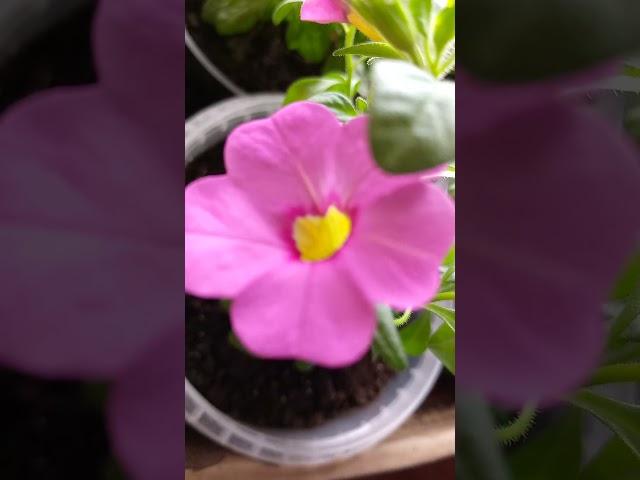 Калибрахоа Каблум розовая отлично цветет!!!