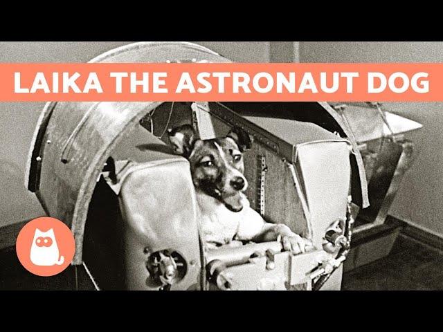 The True Story of LAIKA - the ASTRONAUT DOG  