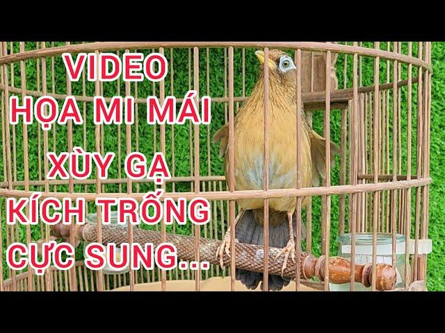 VIDEO HỌA MI MÁI XÙY GẠ KÍCH TRỐNG HÓT CĂNG LỬA | TIẾNG HỌA MI MÁI XÙY KÍCH TRỐNG MỞ MỎ HÓT HAY