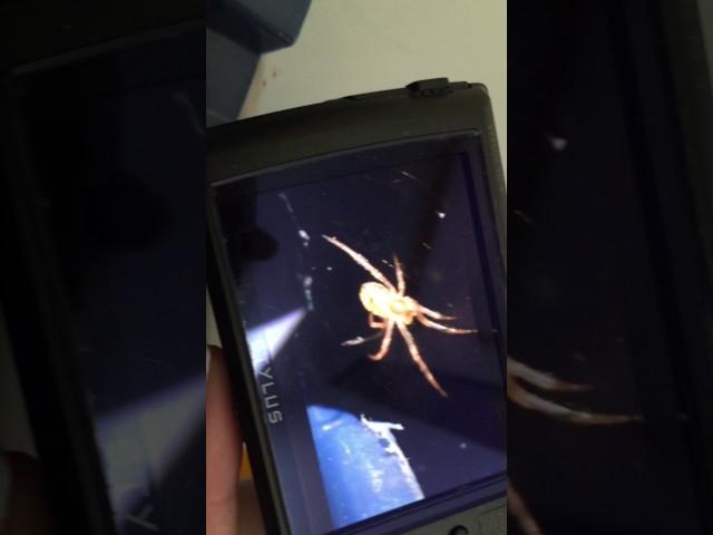 Spiderlings 2: unknown