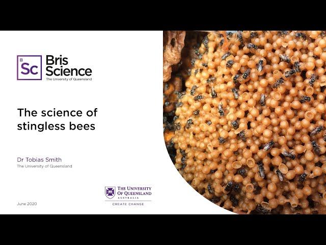 BrisScience (June 2020): The science of stingless bees