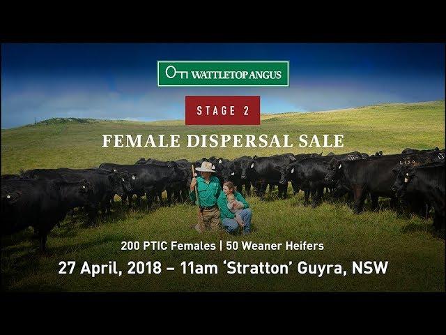 Wattletop Angus Stage 2 Female Dispersal Sale