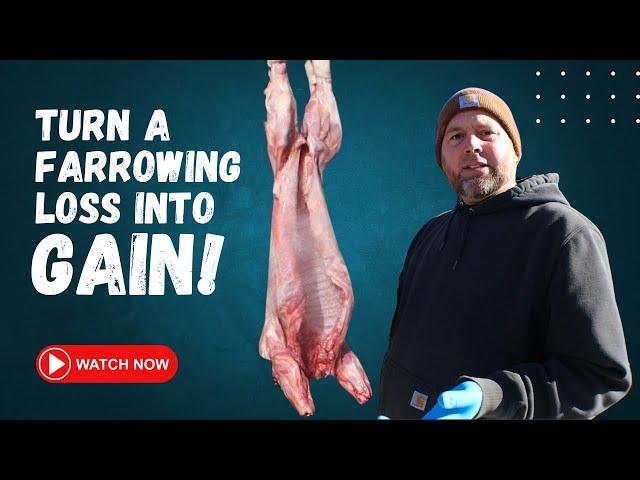 Turn Your Loss Into Gain - Raising Pigs!