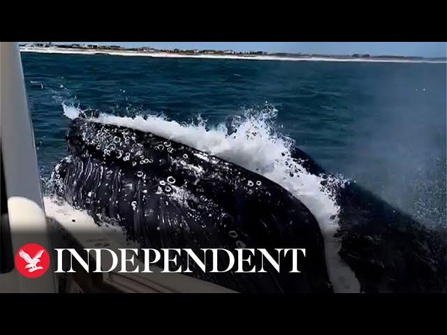 Moment humpback whale crashes into boat caught on camera