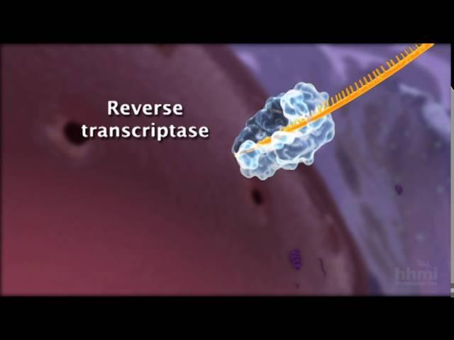 HIV Life Cycle | HHMI BioInteractive Video