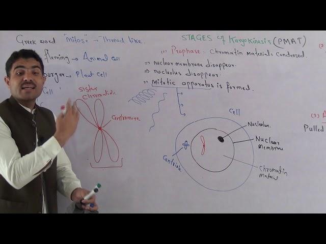 Mitosis complete detail in Urdu by dr Hadi