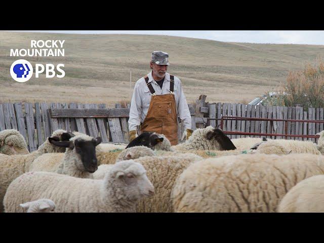 The way of wool: How the sheep ranching industry has managed to stay afloat