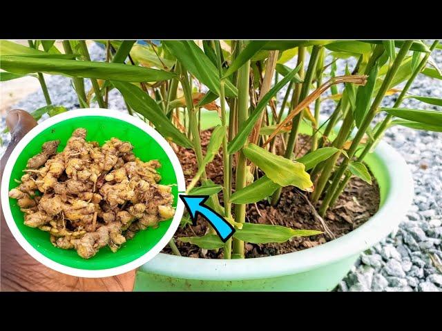 How to grow Ginger in containers at home for a bountiful harvest