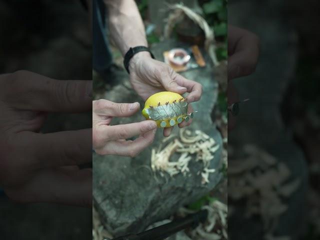 How To Start A Fire With A Lemon! #fire #survival #camping #bushcraft