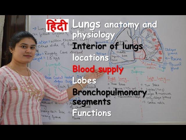 lungs anatomy & physiology in hindi | interior of lungs | functions | blood supply | lobes