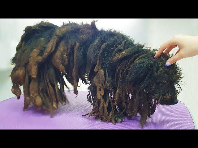 Shaving ALL THESE MATTS was THE BEST Thing EVER For This Dog