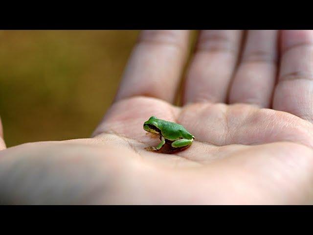 [1분 영상] 반가운 손님...오랜만에 '청개구리'를 만났습니다!!!//Green Tree frog #shorts