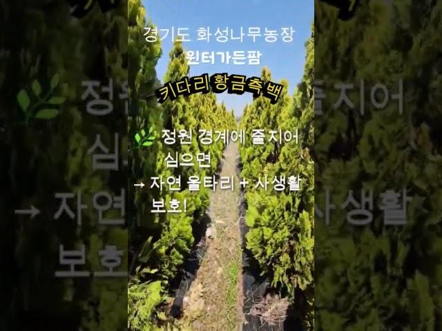 [경기 화성] 키다리황금측백나무 5년생 / 고급 조경수수령 방법: 직접 방문 또는 화물택배 배송 (협의)#측백나무 #황금측백 #정원수 #윈터가든팜