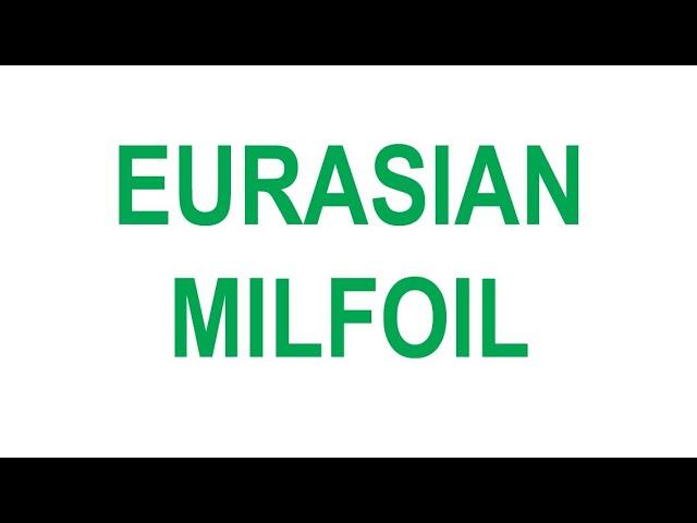 Eurasian Milfoil Identification