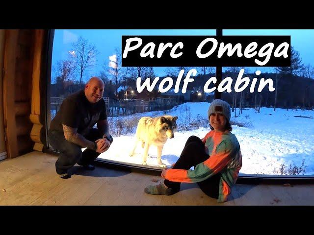 Parc Omega's Wolf Cabin (Quebec, Canada): sleeping with wolves & driving through the car safari!