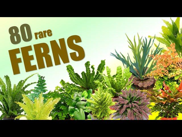 80 FERN SPECIES | HERB STORIES