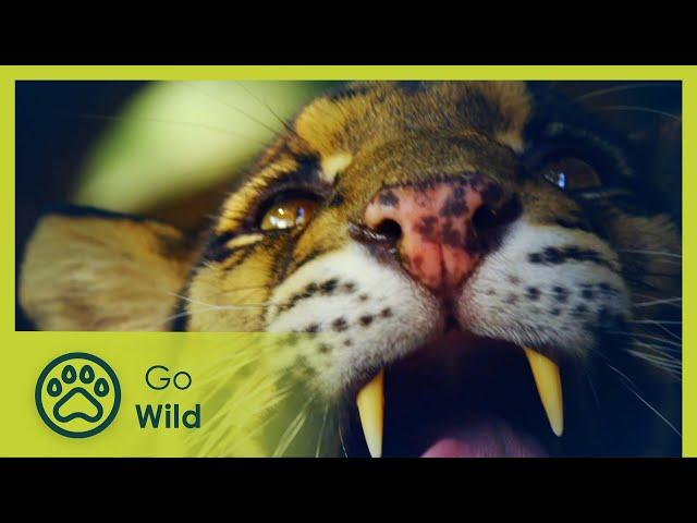 Cambodia – The Water Kingdom - Wildest Indochina 1/5 - Go Wild