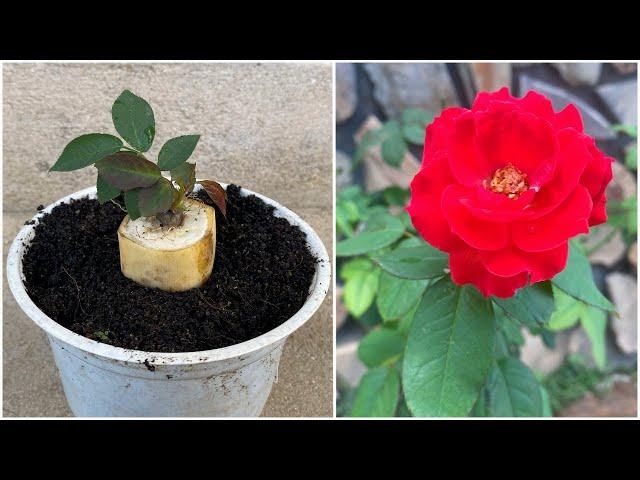 With just one eye of a rose plant, you can easily get a new rose plant