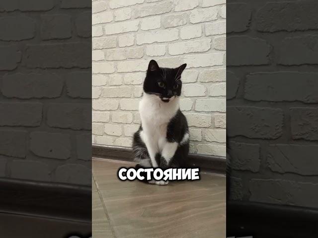 нажить себе состояние..#мурка#котик#юмор#шортс#2025 .