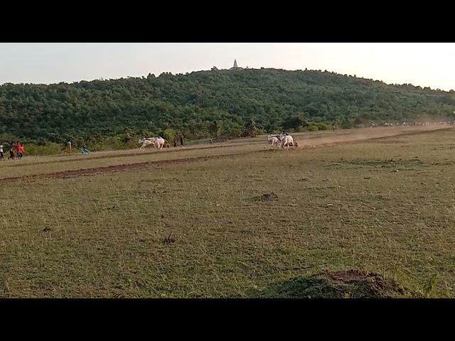 Vijay bopche bichhua pat pratiyogita nayegao Samnapur Ox race