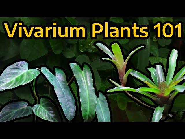 The Beginner's Guide to Vivarium Plants