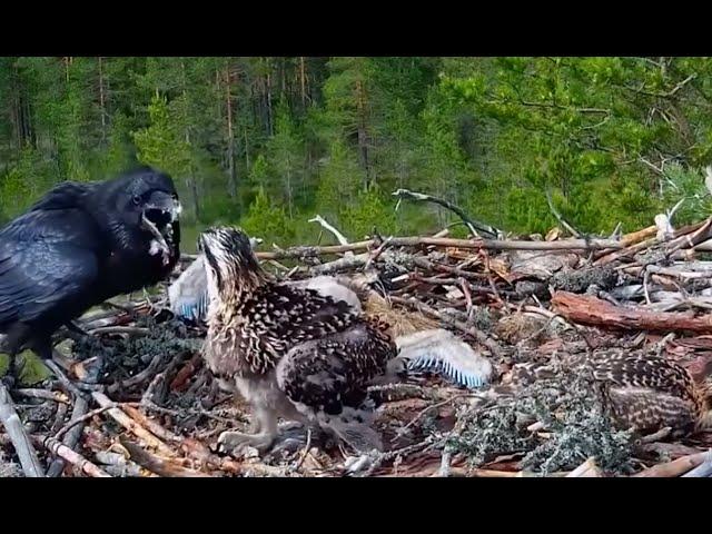 crow attack eagle babys||crow kill eagle babys||wild life birds animal